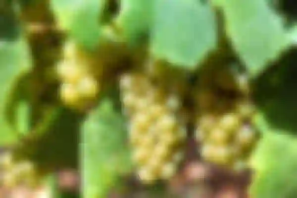 Nowe sadzonki winorośli w naszej ofercie